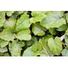 Coltsfoot Leaf (Tussilago farfara L.) - Health Embassy - 100%