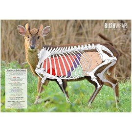 BushWear Muntjac Target Posters (4 pack) Targets (73978)