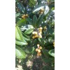 Japanese Plum Tree 2 Rooted Plants 4-8Japanese Plum Tree Organic