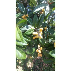 Japanese Plum Tree 2 Rooted Plants 4-8Japanese Plum Tree Organic Edible Fruit&Leaves Healthy Tea