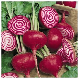 Everwilde Farms - 1 Lb Chioggia Beet Seeds - Gold Vault