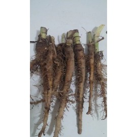 WHA Farms Salsify (Tragopogon porrifolius), qty 100 seeds, organically grown