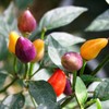 Seeds4planting - Seeds Ornamental Chili Pepper Hot Mix Non GMO