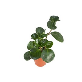 Live Baby Rubber Plant - 4'' Small Pot Peperomia Obtusifolia from California Tropicals, Ideal Gift for Office, Garden, Home Decor, Indoor and Outdoor Easy Care Green Plant