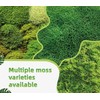 LUCKY PLANT Live Moss for Reptiles - Terrarium Moss for