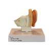 Human Anatomy Type Human Ear Simulation Model Desktop Ear Model