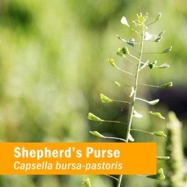 Herb Pharm Herb Pharm Certified Organic Shepherd's Purse Liquid Extract, 1 Oz