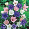 CEMEHA SEEDS - Canterbury Bells Mix Cup and Saucer Giant