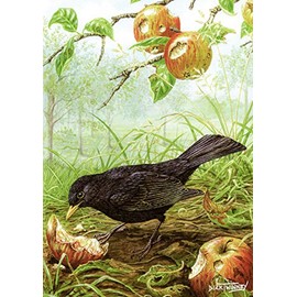 Bird greeting card. Blackbird and Windfalls by Dick Twinney