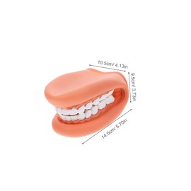 VILLFUL Unique Tooth Model Teaching Model Brushing Demonstration Human Tooth for Boys and Girls