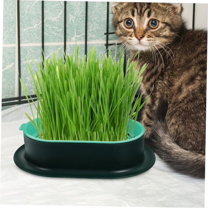 BESPORTBLE 2 Sets Hydroponic Cat Grass Planter Set Soilless Catnip