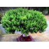 Seeds4planting - Seeds Ornamental Holy Basil Indoor Tulsi Green Thai