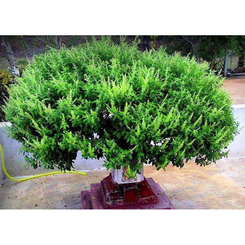 Seeds4planting - Seeds Ornamental Holy Basil Indoor Tulsi Green Thai