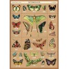 Cavallini & Co . Entomology Wrap    20" X 28" Decorative Paper /Poster/Wrap