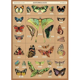 Cavallini & Co . Entomology Wrap    20" X 28" Decorative Paper /Poster/Wrap