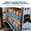 Universal Chicken Egg Trays (6 pack)