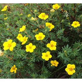 Hardy Bigflower Cinquefoil 'Potentilla Fissa' 30 Seeds!