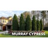Murray Cypress | 3 Live Plants | Cupressocyparis leylandii 'Murray'