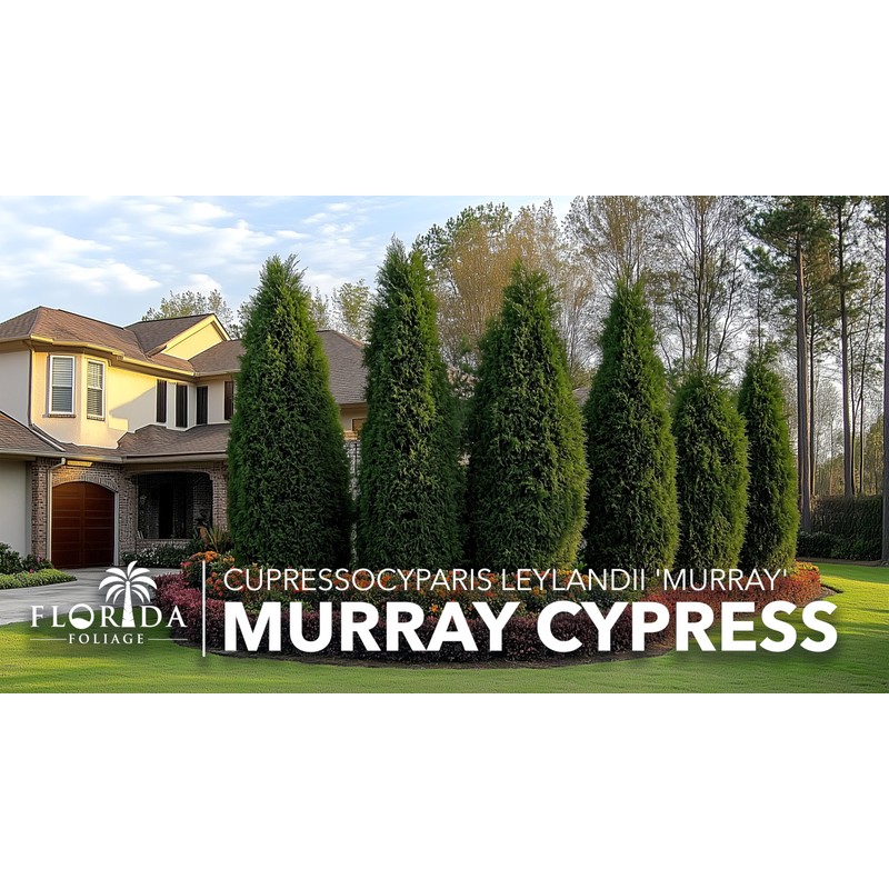 Murray Cypress | 3 Live Plants | Cupressocyparis leylandii 'Murray'