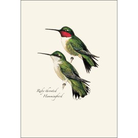 Earth Sky + Water - Peterson’s Hummingbird Notecard Set - 8 Blank Cards with Envelopes (4 each of 2 styles)