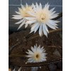 Cactus PENIOCEREUS GREGGII *25 seeds* Night Blooming Cereus Tuber Caudex