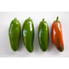 Southeast Seeds Jalapeno M Pepper Seeds, HOT PEPPER, NON-GMO, JALAPENO POPPERS, FREE SHIPPING - 1000 Seeds or 1/4 OZ