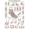Teaching Board "Foot and Foot Diseases" 50 x 70 cm