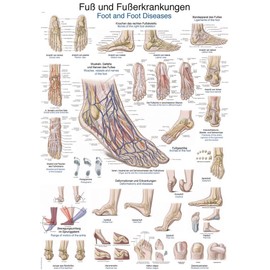 Teaching Board "Foot and Foot Diseases" 50 x 70 cm