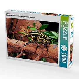 CALVENDO Puzzle Creepy-crawlies Rose Beetle (Mecynorrhina savagei) 1000 Pieces 64 x 48 cm from Benny Trapp
