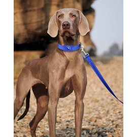 Erbine Reflective Dog Leash 6ft Soft Padded Handle Nylon Lead for Small & Medium Dogs, Durable Walking Training Leash for Night Safety (Royal Blue,3/4Inch Wide)