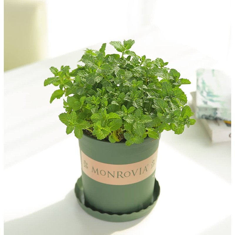 300+ Mint Seeds for Planting Mentha Non-GMO Herb Variety for