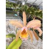 Orchids Cattleya Fulvescens ( c forbesii X dowiana v aurea)
