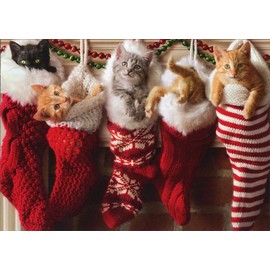 Kittens In Christmas Stocking - Avanti Cat Christmas Card