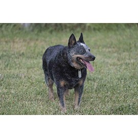 Historic Pictoric Photo - Koda The Blue Heeler Australian Cattle Dog, is a Constant Companion to Ranch Manager Craig Boyd at The Kindness Ranch Animal Sanctuary, Near Hartville, Wyoming 12in x 08in