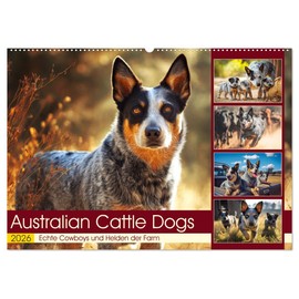 Australian Cattle Dogs. Real Cowboys and Heroes of the Farm (Wall Calendar 2026 DIN A2 Landscape), CALVENDO Monthly Calendar: Australian Cattle Dogs at ... and Life on the Farm (CALVENDO Animals)