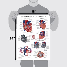 Palace Learning Heart Anatomy Poster - LAMINATED - Anatomical Chart of the Human Heart - 18" x 24"