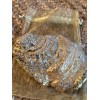 Unbranded Decorative Seashell Oyster Shell for Jewelry Rings Trinket Dish