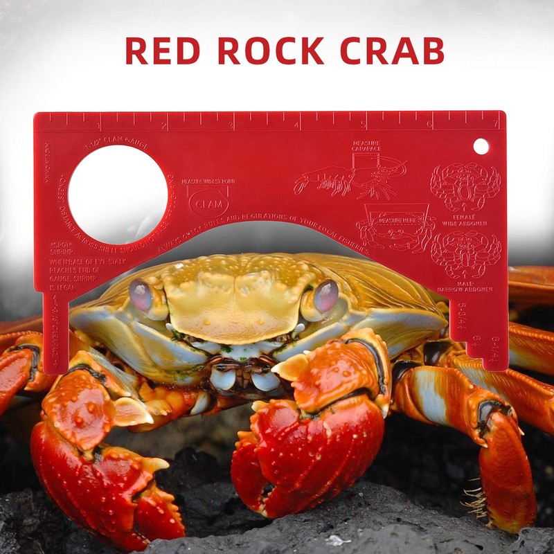 A1FISHER Dungeness Crab Gauge Measure with Ruler Multi Shrimp Clam