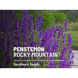 Southern Seeds Penstemon, Rocky Mountain - 100 seeds - Heirloom Flower - Attracts Pollinators (