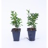 2 Green Velvet Boxwood’s, Buxus ‘Green Velvet’, Live Plants, 2.5”