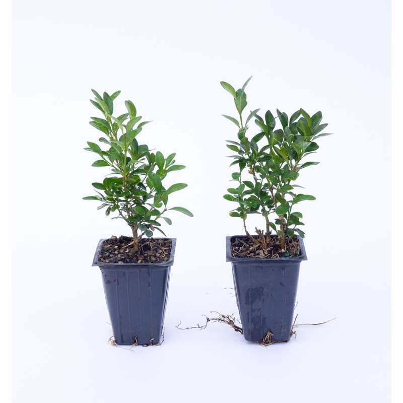 2 Green Velvet Boxwood’s, Buxus ‘Green Velvet’, Live Plants, 2.5”