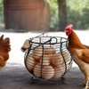 LINCOUNTRY. Farmhouse Wire Egg Baskets for Gathering Fresh Egg With