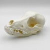 Taxidermy Real Animals Skull Decor - Model Animals Bones Specimen,Taxidermy