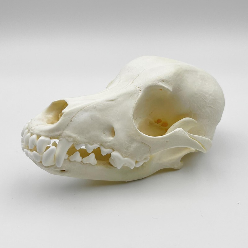 Taxidermy Real Animals Skull Decor - Model Animals Bones Specimen,Taxidermy
