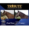 TRIBUTE Kalmbach Feeds Essential K for Horse, 50 lb