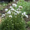 Outsidepride Armeria Alba Ground Cover Seed - 400 Seeds