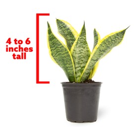Plants for Pets Live Snake Plant, Sansevieria trifasciata Superba, Fully Rooted Indoor House Plant in Pot, Mother in Law Tongue Sansevieria Plant, Potted Succulent Plant, Houseplant in Potting Soil by Plants for Pets