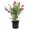 American Plant Exchange Tonto Crape Myrtle Tree Live, 7-Gallon Pot,