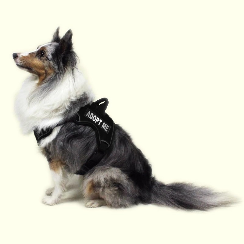 Dogline Adopt Me Vest Patches – Removable Adopt Me Patch
