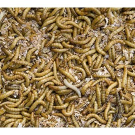 Wheat Bran Unprocessed 100% Natural Coarse Non-GMO | Mushroom Mycelium Mycology Growing Bulk Substrate | Great for Shiitakes! | 4 Pounds